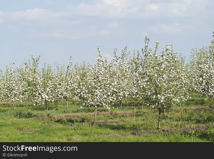 Garden of young blossoming apple trees