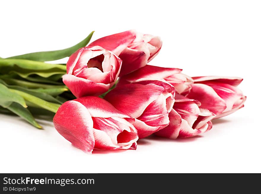 Bouquet of tulips on a white background