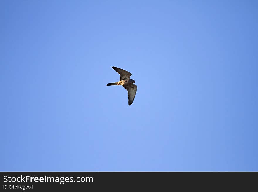 Lesser Kestrels are very sociable raptors, they tend to hunt in packs.