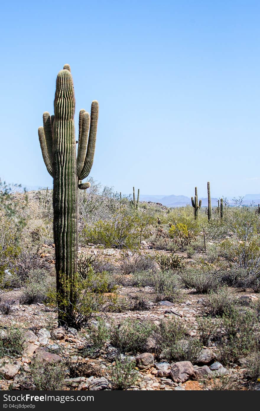 Arizona Desert Scenery