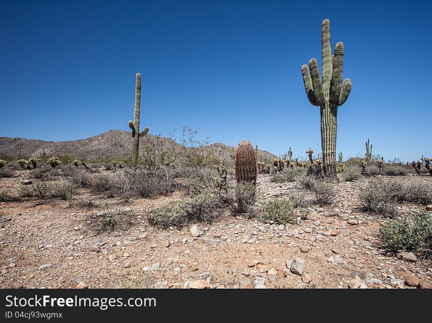 Arizona Desert Scenery