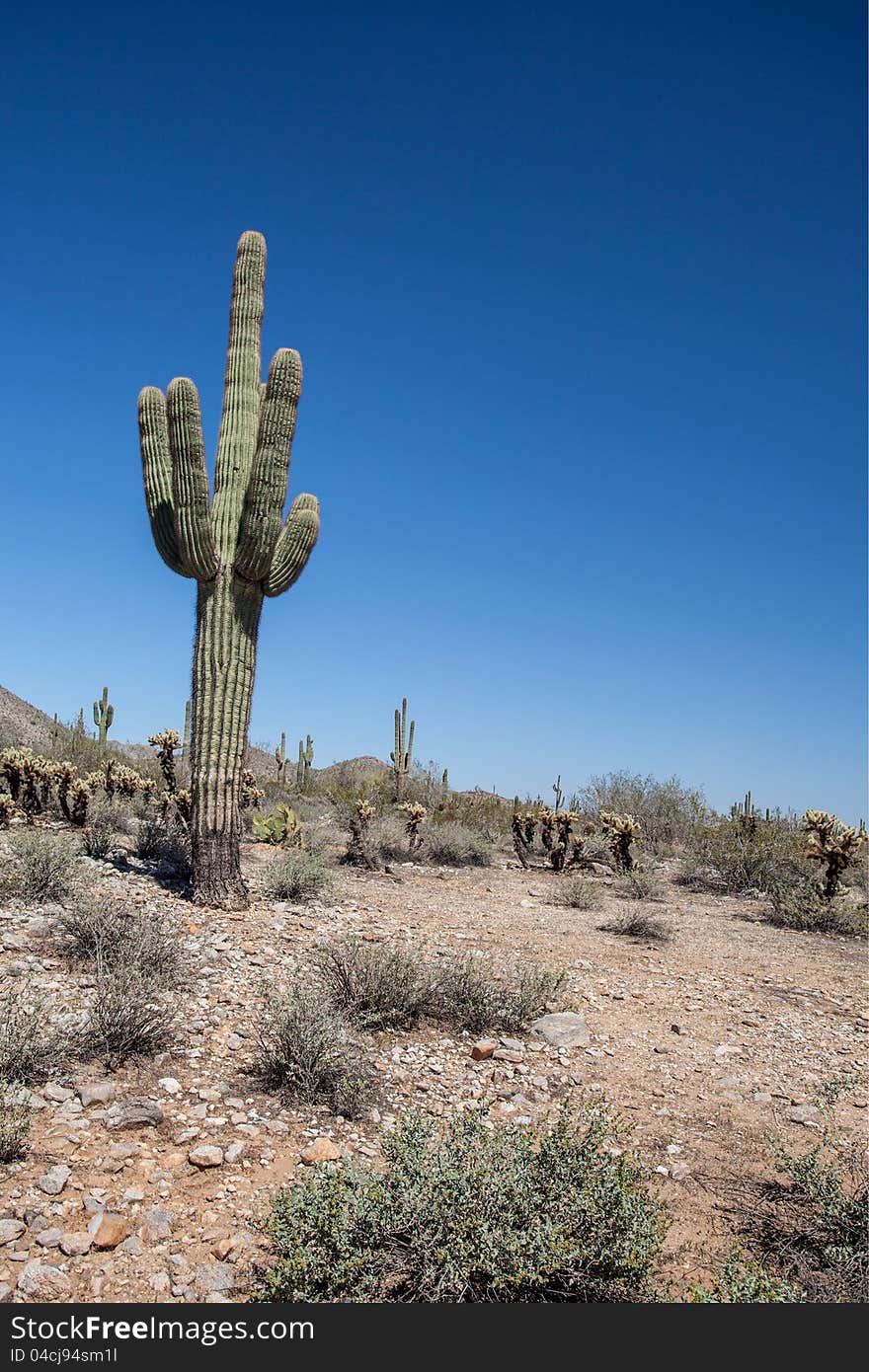 Arizona Desert Scenery