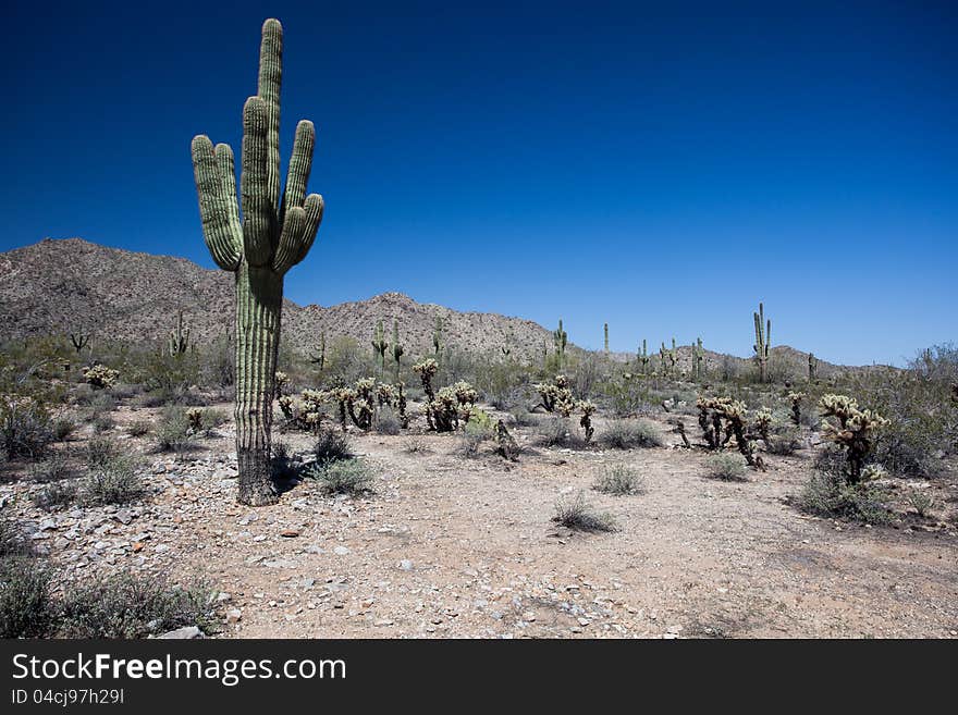 Arizona Desert Scenery