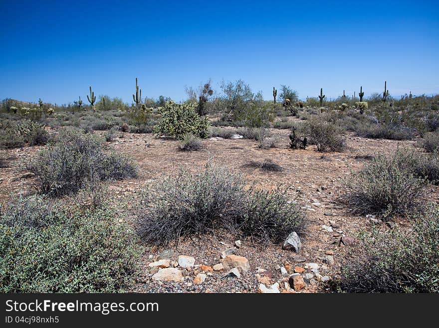 Arizona Desert Scenery