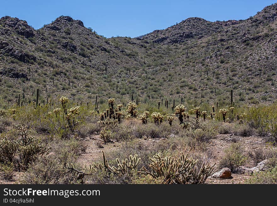 Arizona Desert Scenery