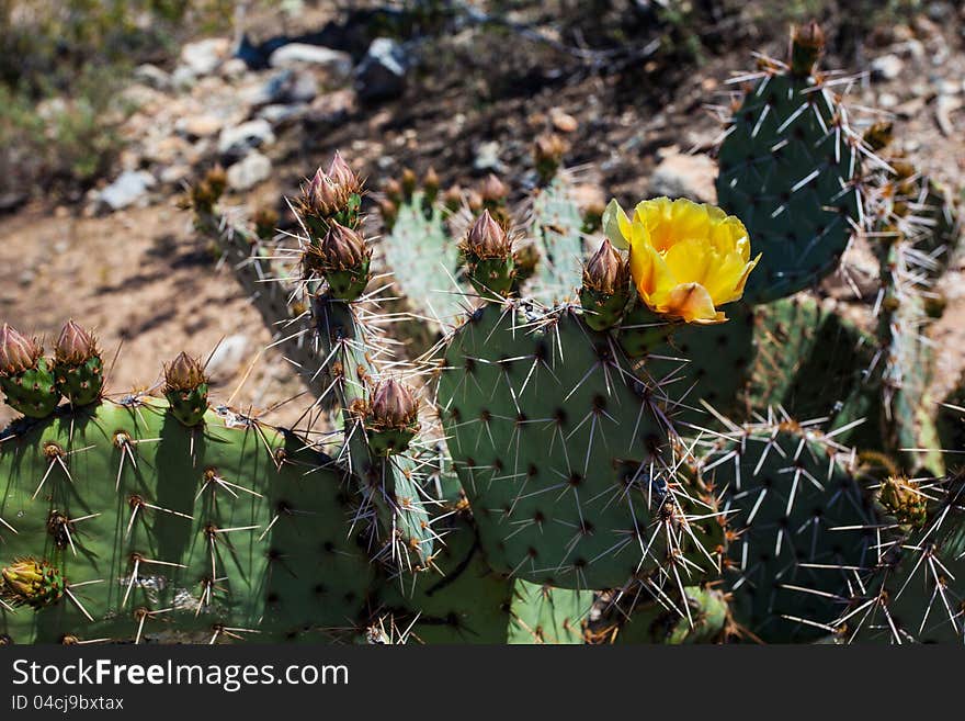 Arizona Desert Scenery