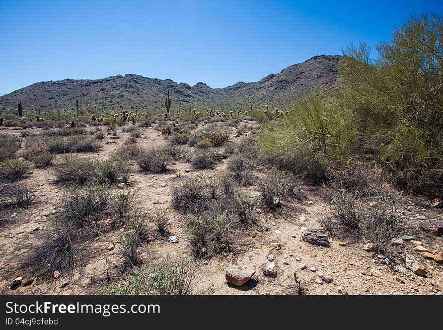 Arizona Desert Scenery