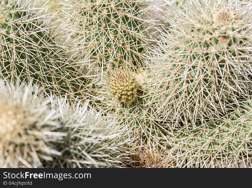 Arizona Desert Scenery