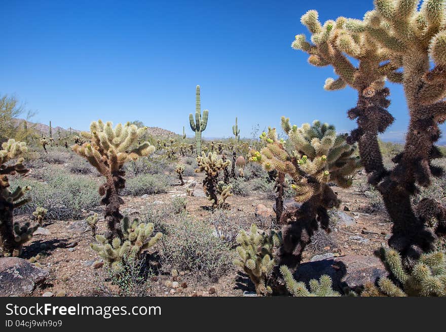 Arizona Desert Scenery