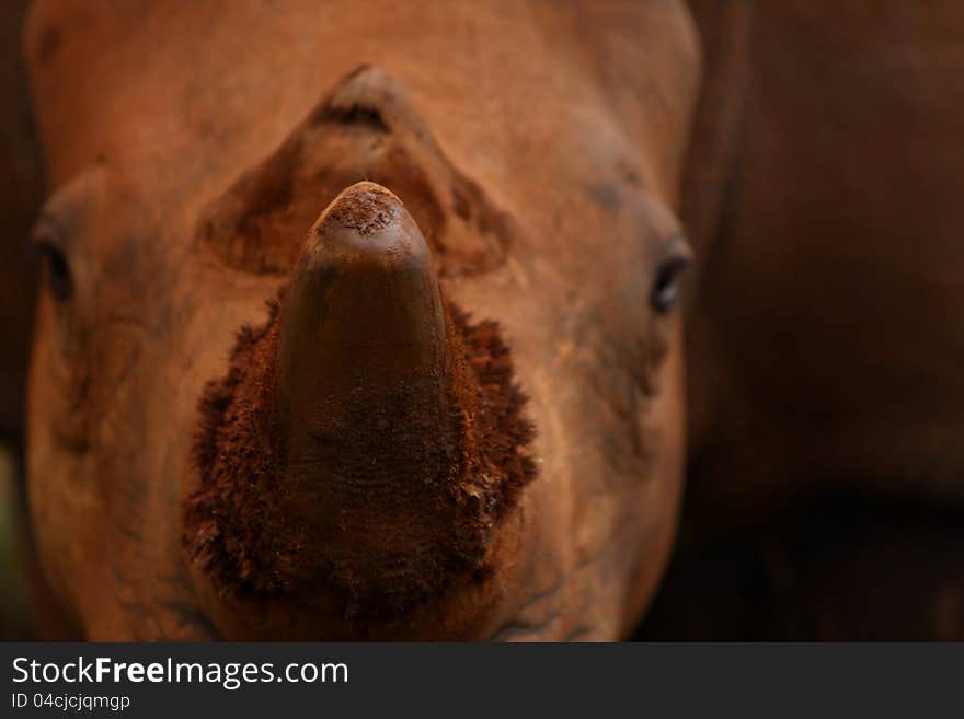 Brown rhinoceros close up with shallow depth of field and focus on the horn