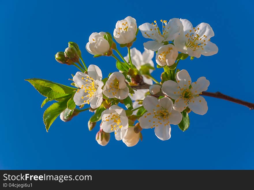 Branch of a blossoming cherry on blue sky background