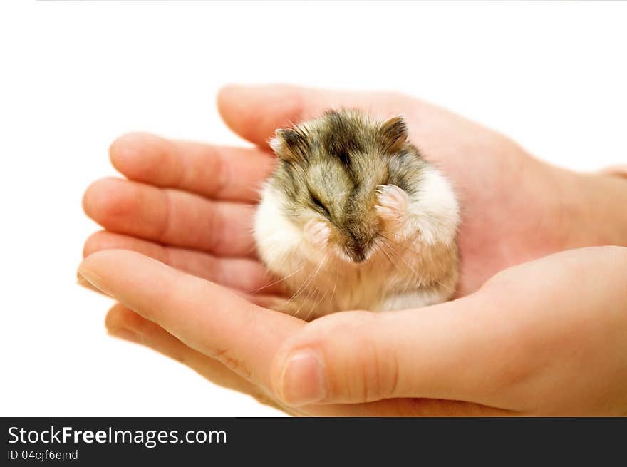 The hamster sits on a palm and washes