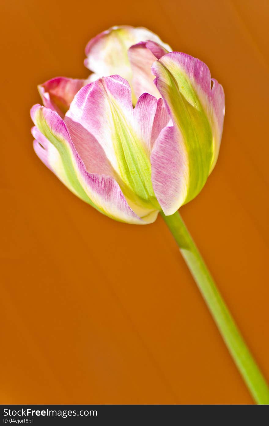 Pink and Green Tulip on Orange Background