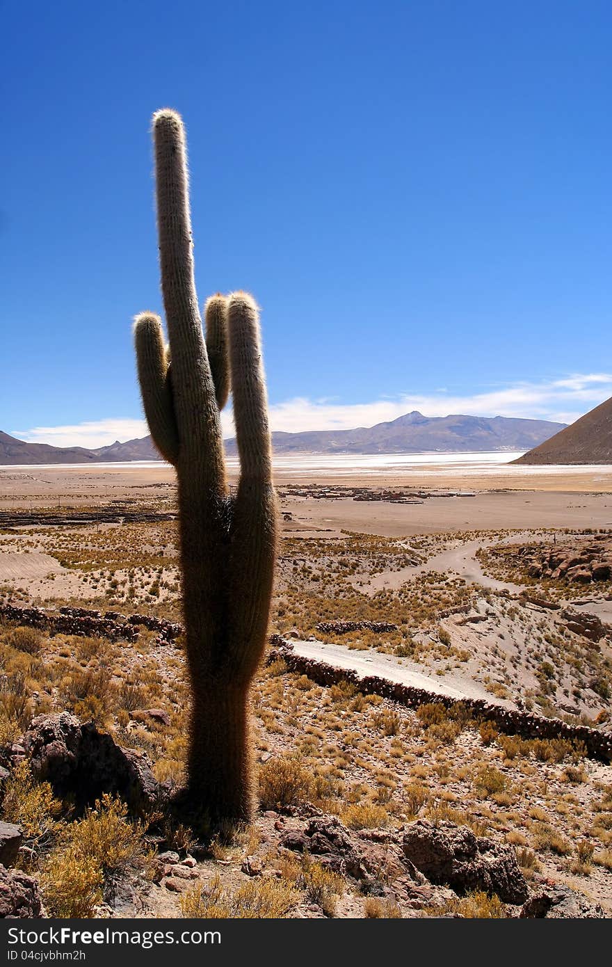 Single cactus growing on a pampa near Salar de Uyuni, Bolivia