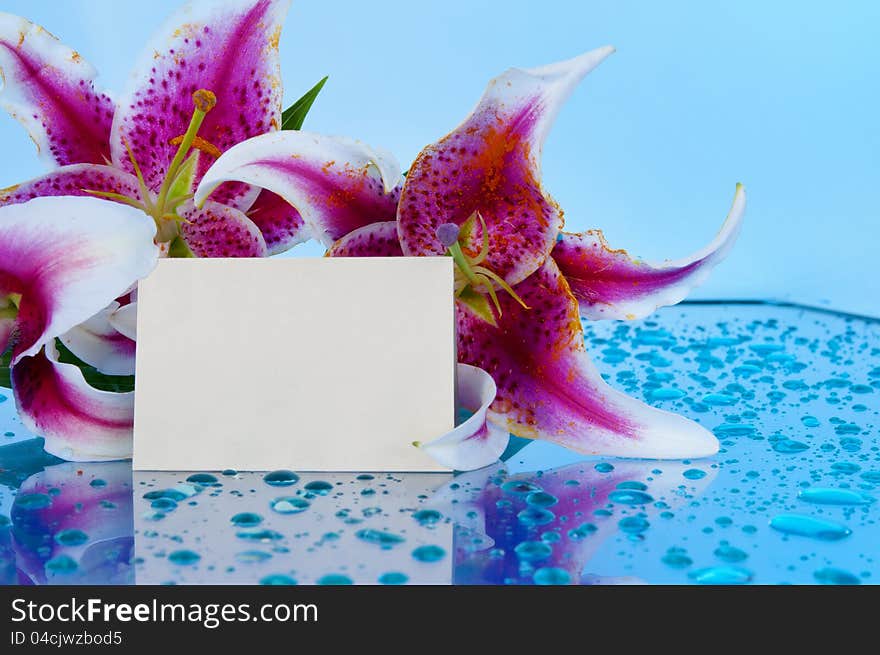 Stargazer Lily on glass table with blank message card. Stargazer Lily on glass table with blank message card