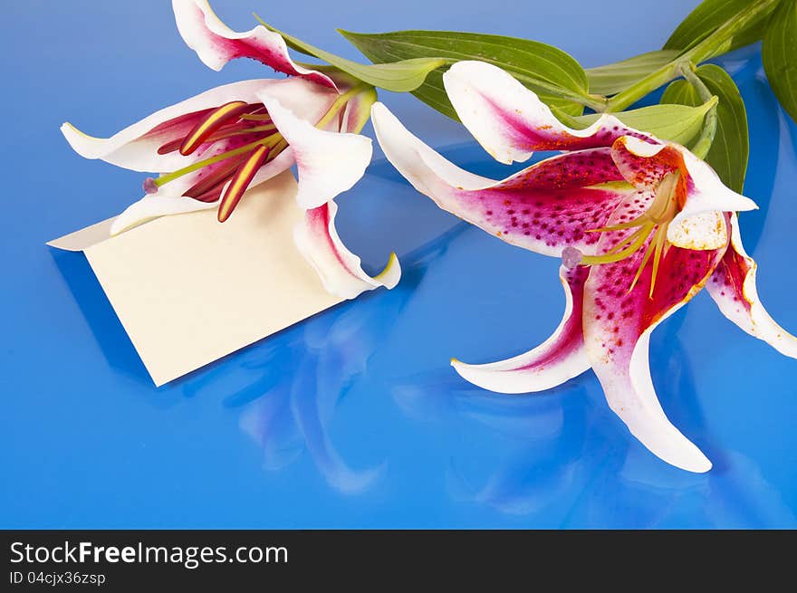 Stargazer Lily on glass table with blank message card. Stargazer Lily on glass table with blank message card