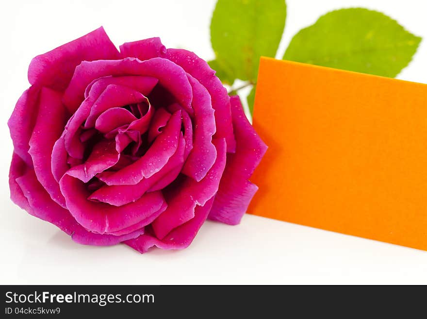 Red rose with a business card in orange