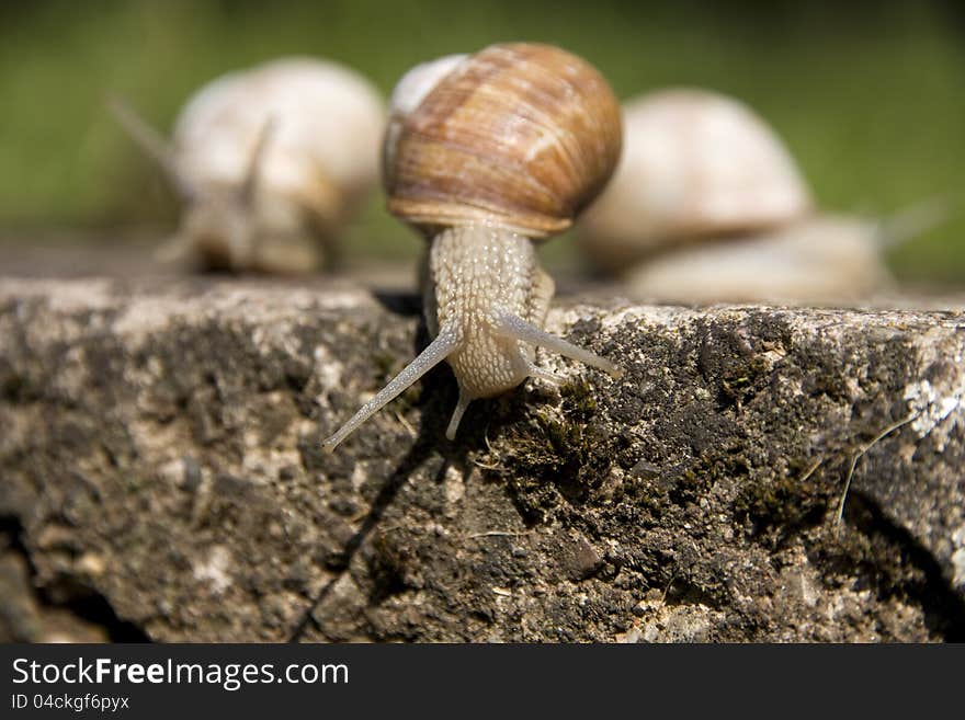 Snail crawling on the concrete