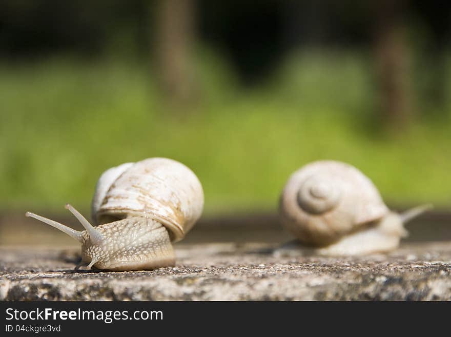 Two snails crawling over concrete on a green background. Two snails crawling over concrete on a green background