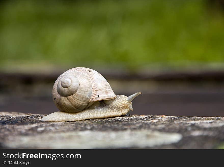 Snail crawling across the concrete from left to right