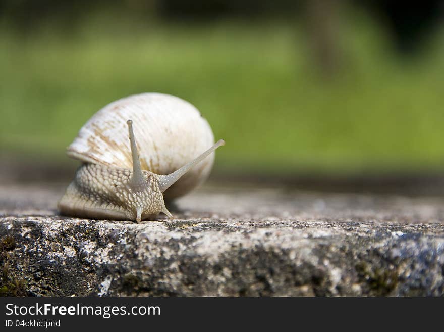 A snail crawling on the concrete