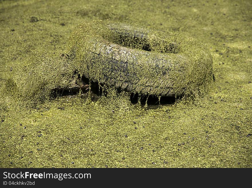 Detail tires covered with algae from the pond