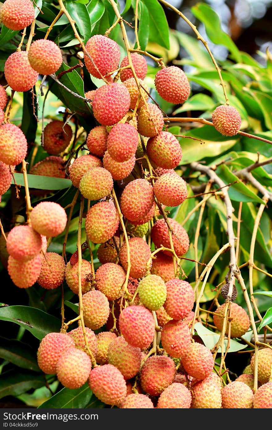 Lychee