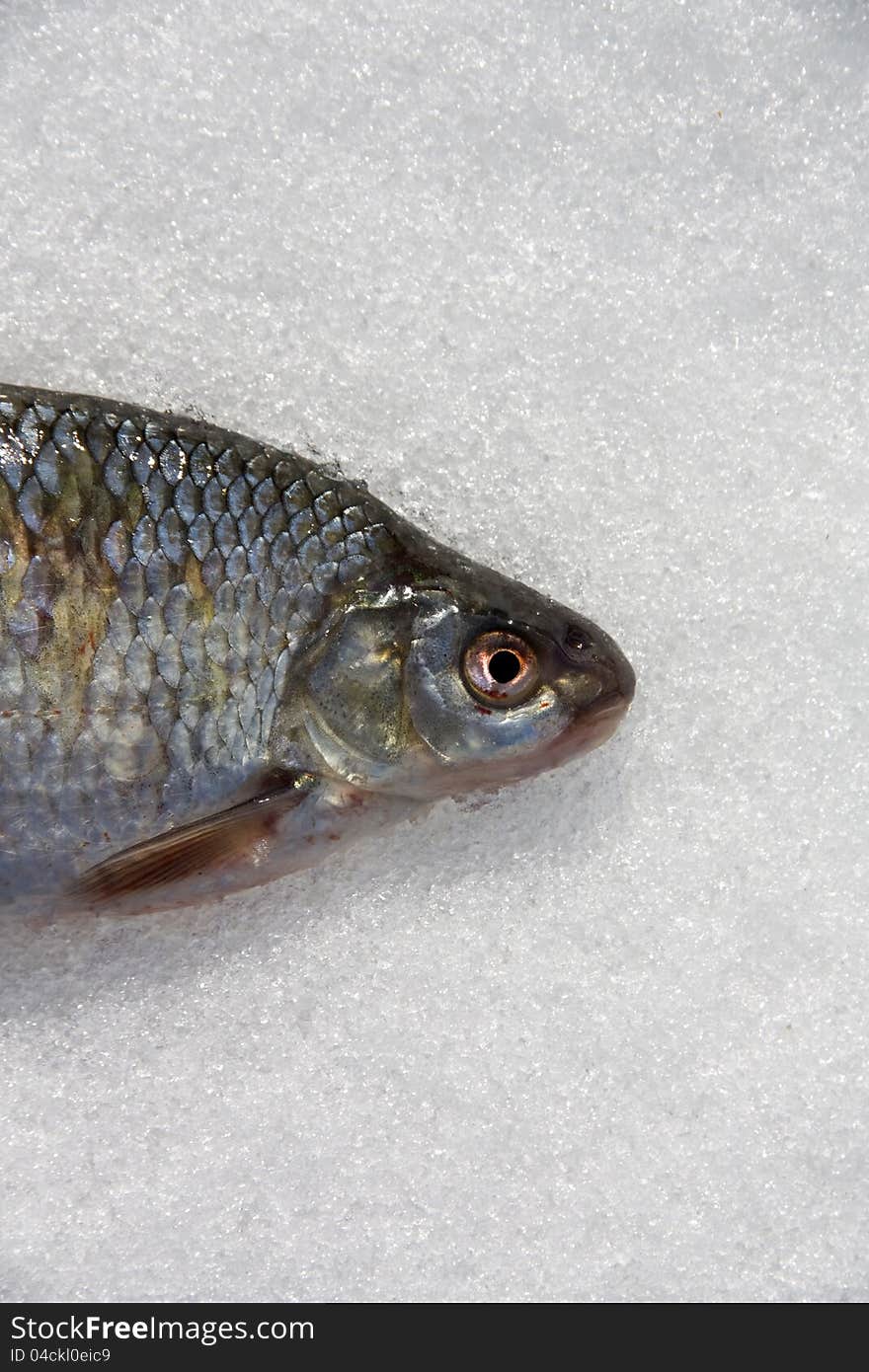 Details of the eye and head roach, roach lying in the snow, freshwater fish in a clean white snow, fishermen catch, fish in the middle frame with space for text at the top and bottom. Details of the eye and head roach, roach lying in the snow, freshwater fish in a clean white snow, fishermen catch, fish in the middle frame with space for text at the top and bottom