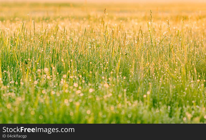 Grass covered with dew