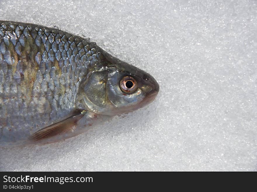 Fish lying on its side in the snow. Fish lying on its side in the snow