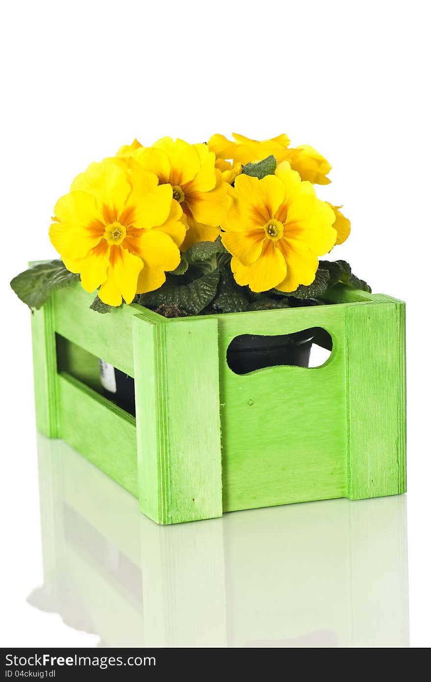 Primrose in wooden box isolated on white