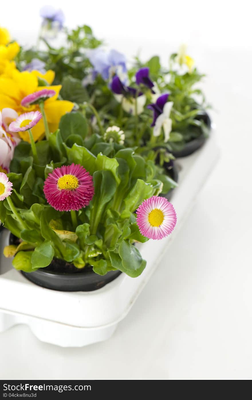 Spring flowers on white background