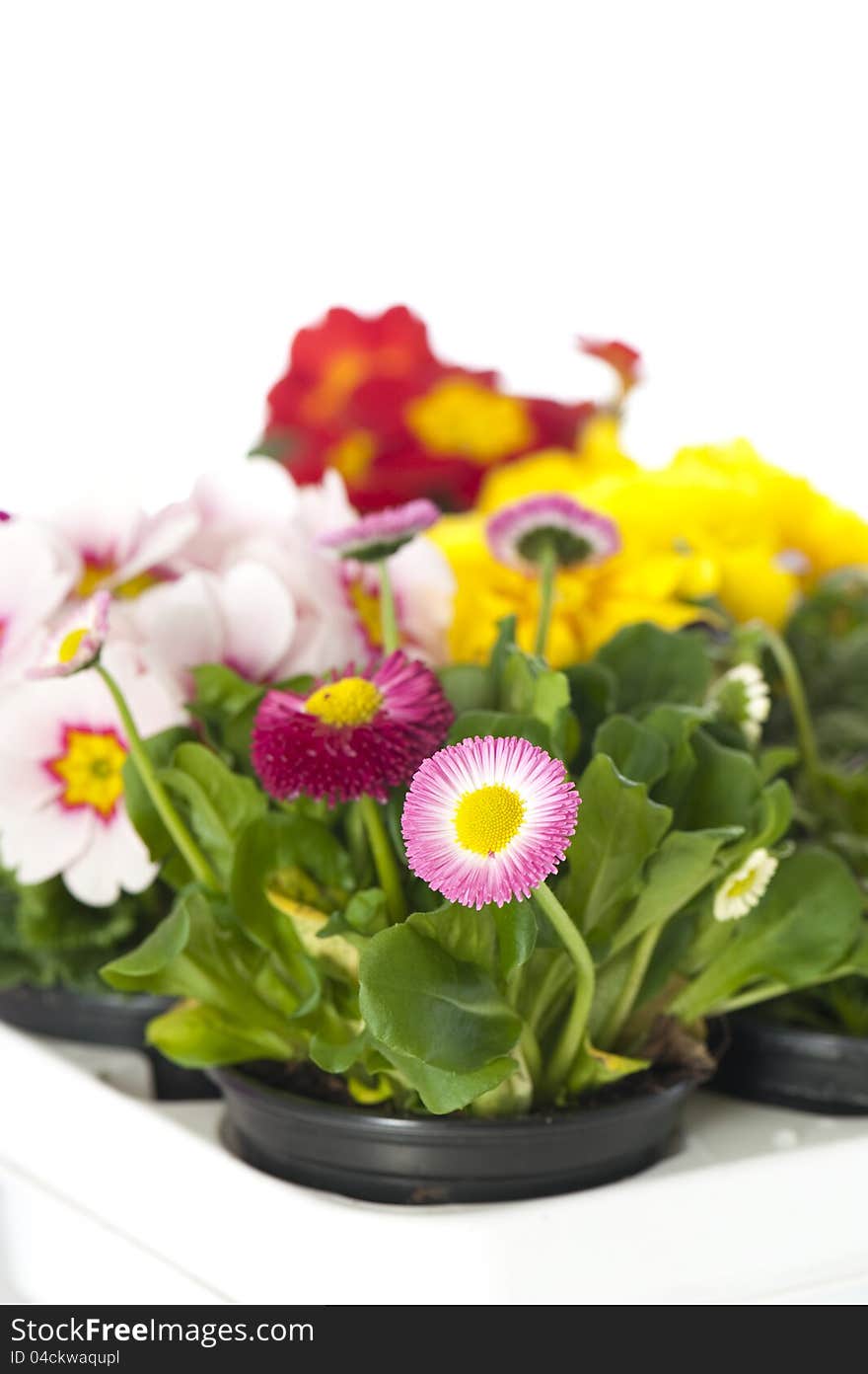 Spring flowers on white background