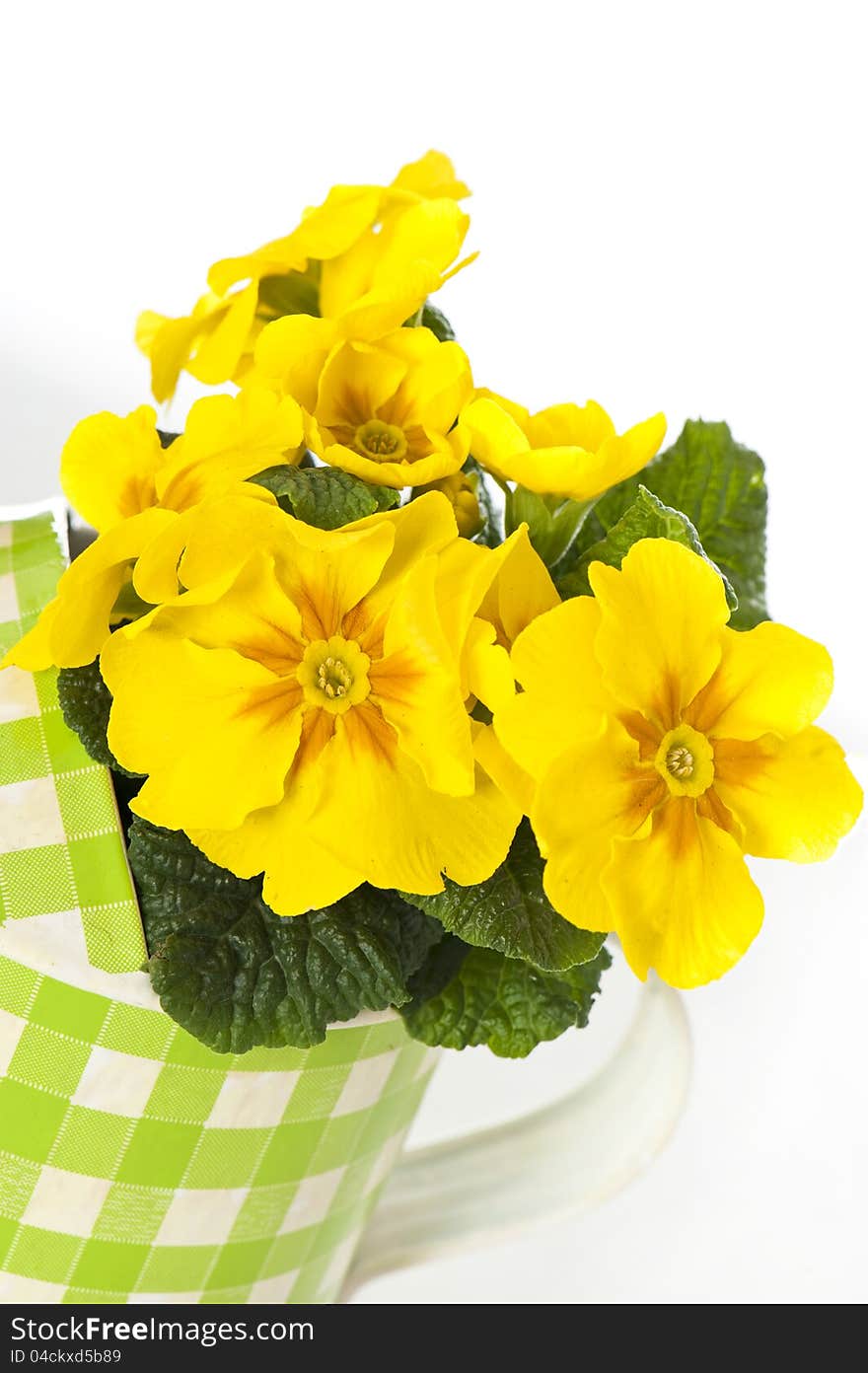 Primrose in flower pot isolated on white