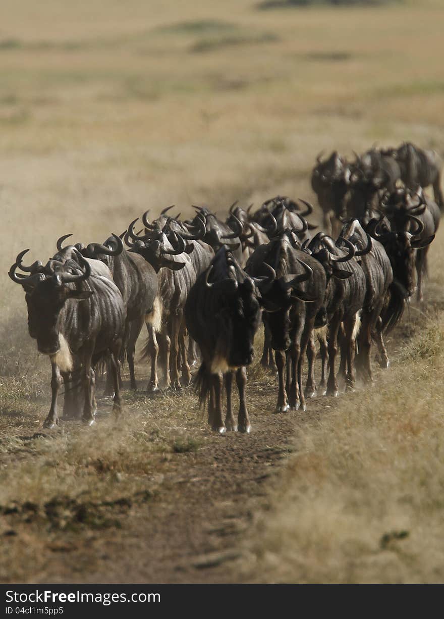 White-Bearded Wildebeest follow each other in a ritual seen every day. White-Bearded Wildebeest follow each other in a ritual seen every day.