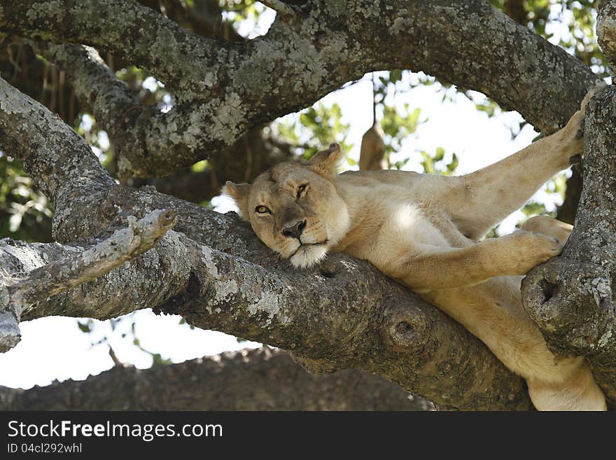 African Lioness stretched out comfortably in the branches of a tree. African Lioness stretched out comfortably in the branches of a tree