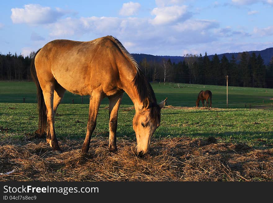 Horse on pasture