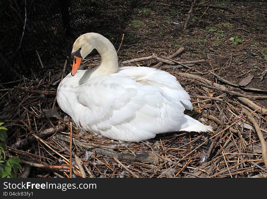 Swan in the nest