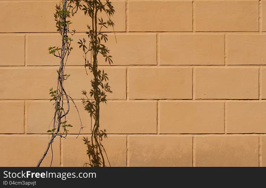 Close up stone wall texture with grapevine and it's shadow. Close up stone wall texture with grapevine and it's shadow