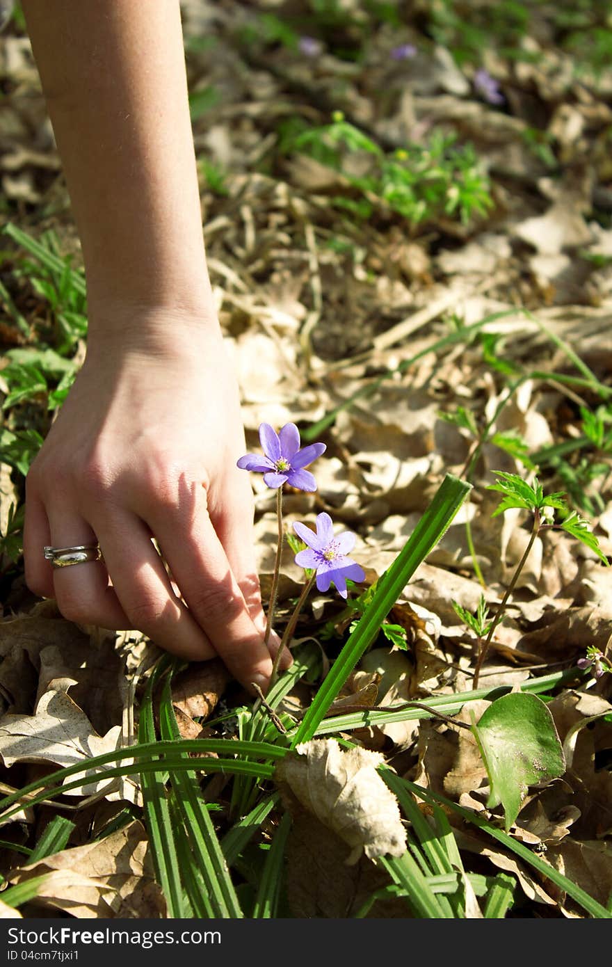 Forest flower