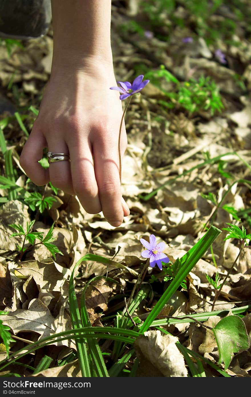 Tiny forest flower in spring forest