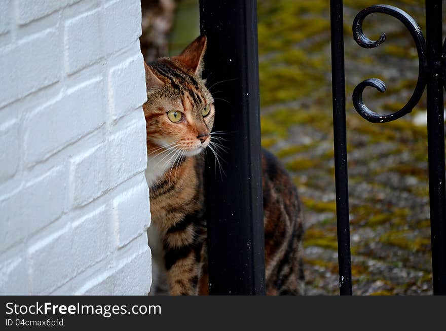 Guardian Cat