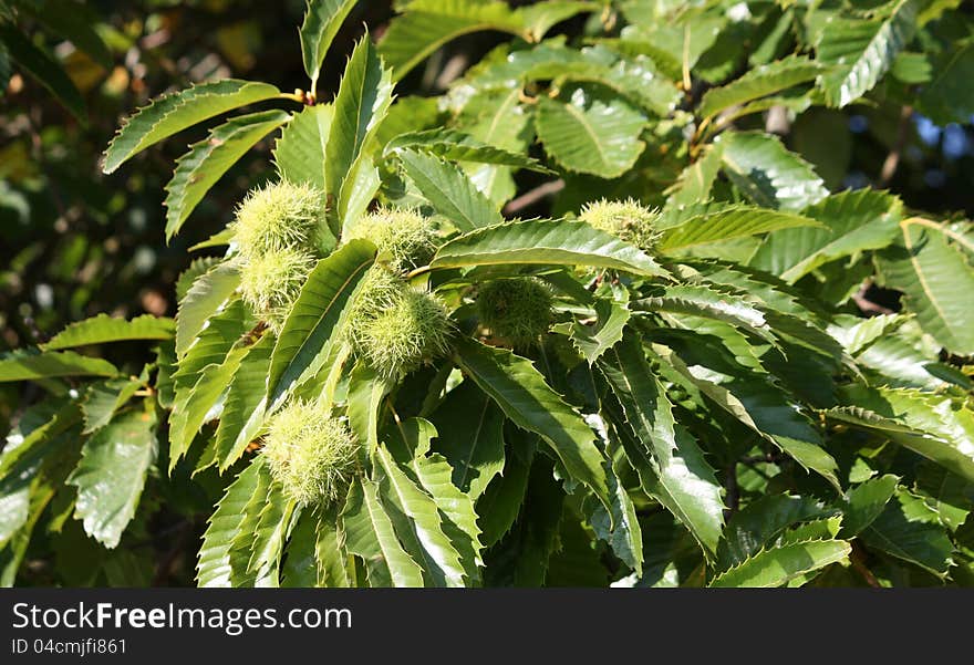 The Spikey Fruit on a Chestnut Tree.