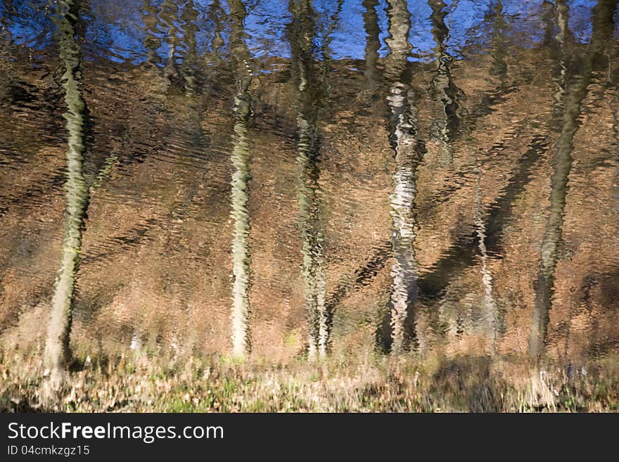 Down trees and sky reflected in the water. Down trees and sky reflected in the water