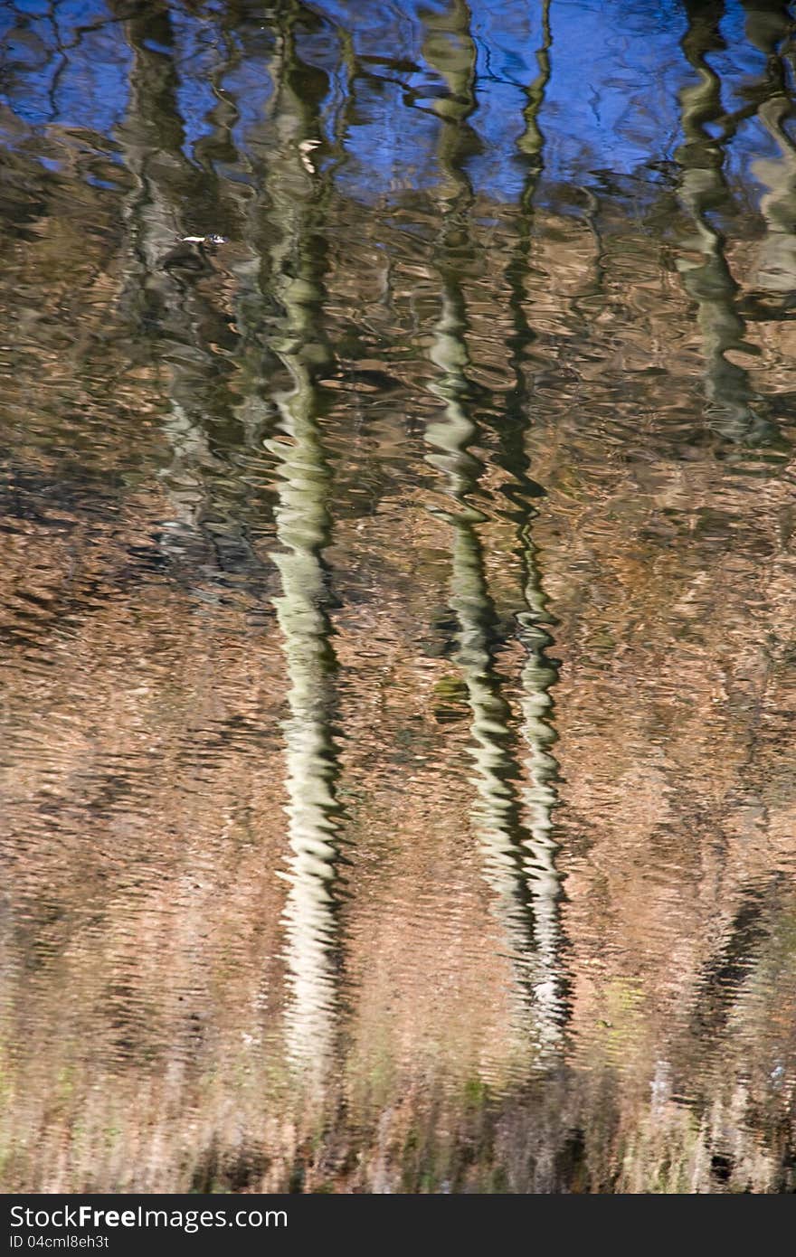 Reflections of tree trunks on the water