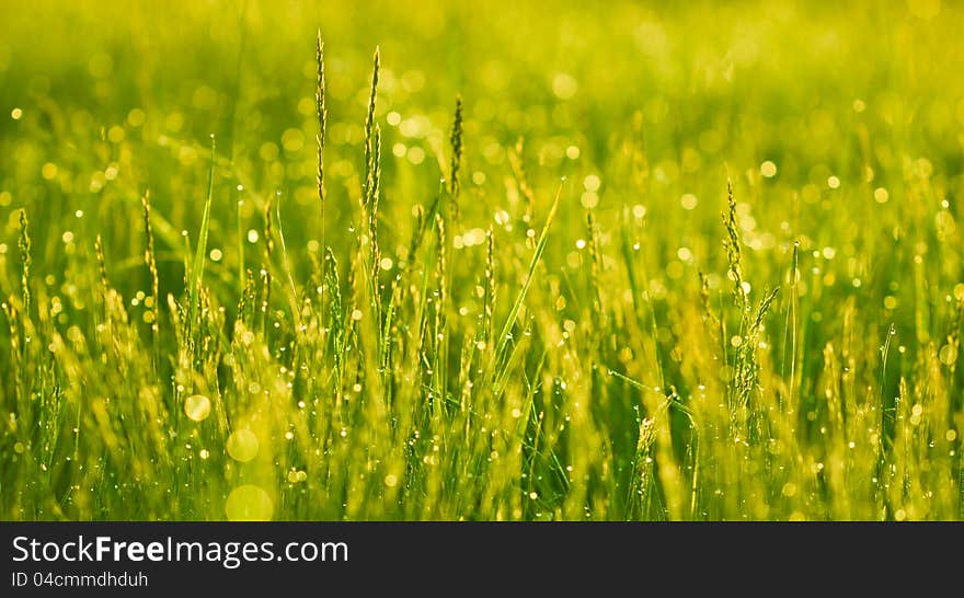 Green grass with drops of dew. Green grass with drops of dew