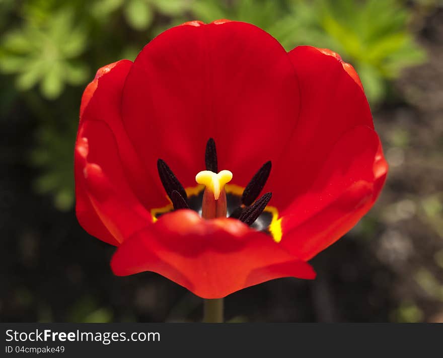 Close-up of red tulip in the park