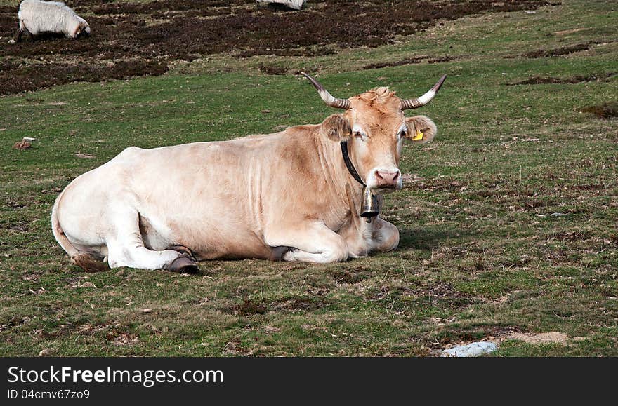 Brown cow on the meadow. Brown cow on the meadow