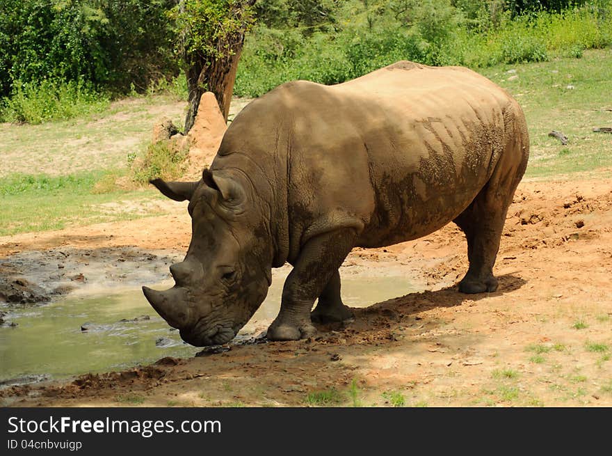 White Rhinoceros