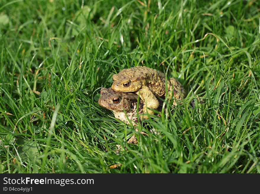 Breeding Frog Couple In The Summer Garden